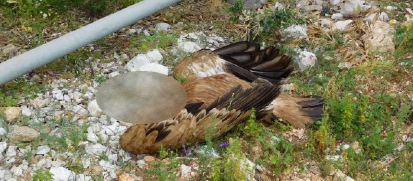 Δηλητηρίασαν όρνια στο εθνικό πάρκο Μεσολογγίου